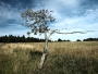 Fotograf roku v přírodě 2012 - Osamělý mohykán