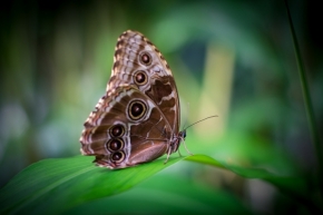 Fotograf roku v přírodě 2012 - Butterfly
