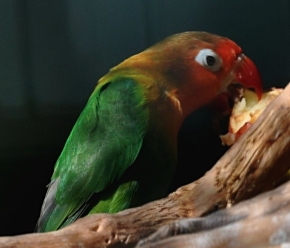 Fotograf roku v přírodě 2012 - Papoušek který jí.