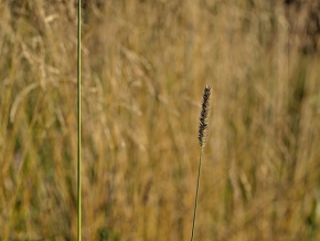 Fotograf roku v přírodě 2012 - tráva