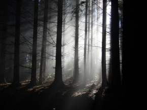 Fotograf roku v přírodě 2012 - mlha a zima v lese