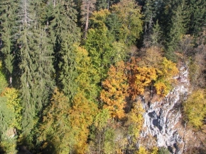Stromy v krajině - Podzim v lese