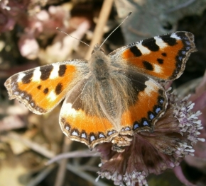 Fotograf roku v přírodě 2012 - Motýl
