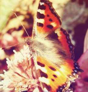Fotograf roku v přírodě 2012 - Motýl,motýlek