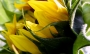 Iva Matulová -žlutozelená kráska I