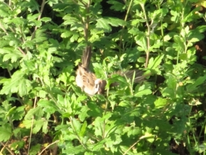 Fotograf roku v přírodě 2012 - Vrabec s roztaženými křídly