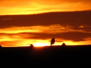 Fotograf roku v přírodě 2012 - Vrabec při západu slunce