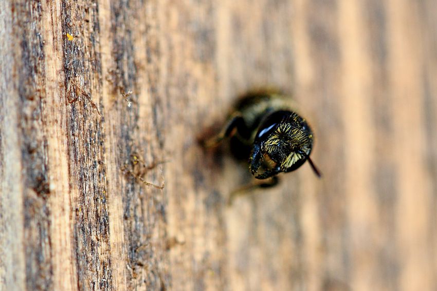 Včela samotářská