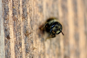 Fotograf roku v přírodě 2012 - Včela samotářská