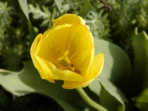 Fotograf roku v přírodě 2012 - Tulipán
