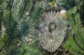 Fotograf roku v přírodě 2012 - pavučina