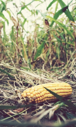 Fotograf roku v přírodě 2012 - Odpadlá kukuřice