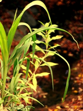 Fotograf roku v přírodě 2012 - Rastlinka pri potôčiku