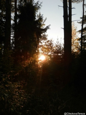 Za soumraku i za svítání - V lese...