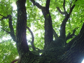 Stromy v krajině - Fotograf roku - junior - Až do neba