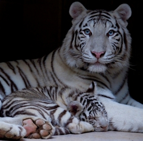 Zvěř, zvířata a zvířátka - V náručí matky