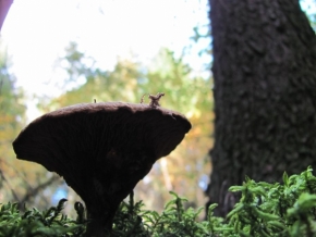 Fotograf roku v přírodě 2012 - Na houbách
