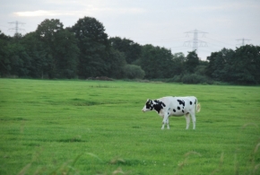 Objekt v krajině - Černobíla kravička na holandské půdě