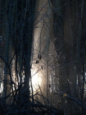 Za soumraku i za svítání - Za lesem 