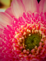 Martina Vysoudilová -růžový květ