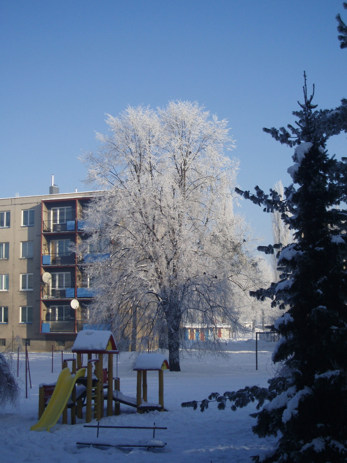 Zimní strom z okna_Hlučín