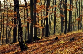 Jana Bubeníková - V lese