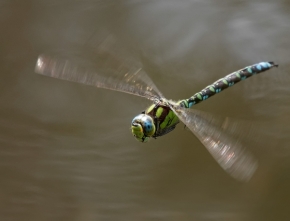 Miniaturní příroda - Letící šídlo
