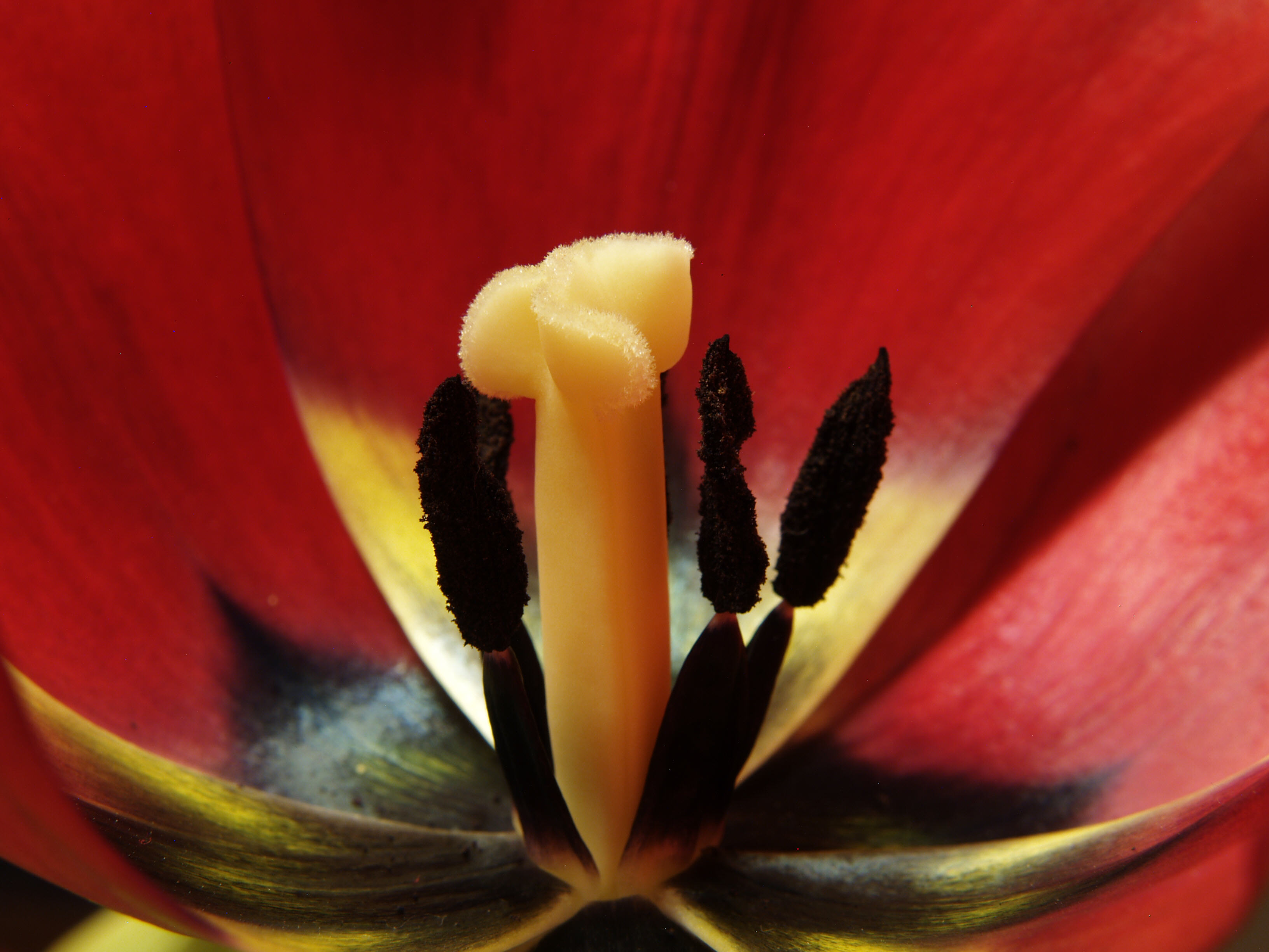 V tulipánu