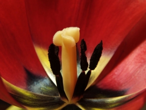 Makrosvět - Fotograf roku - kreativita - V tulipánu