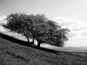 Objekt v krajině - Strom a Trosky