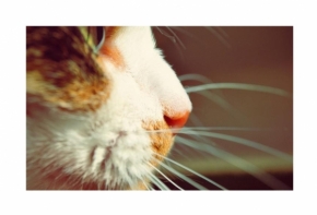 Zvěř, zvířata a zvířátka - Kočka z profilu