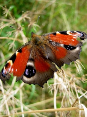 Miniaturní příroda - Motýl