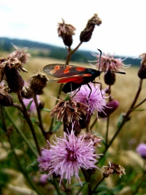 Miniaturní příroda - Motýl na květině