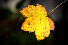 Miniaturní příroda - Podzim