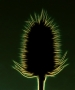 Pan neznámý -Detail bodláku na zeleno