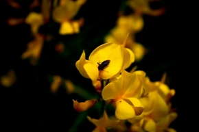Miniaturní příroda - Žlutá..