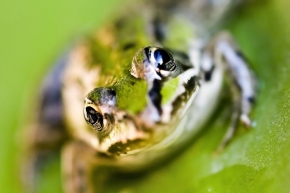 Miniaturní příroda - Žabička