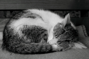 Zvěř, zvířata a zvířátka - Spící kotě