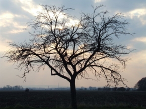 Stromy v krajině - Osamělý v poli