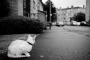 Život ve městě - Kočky v ulicích