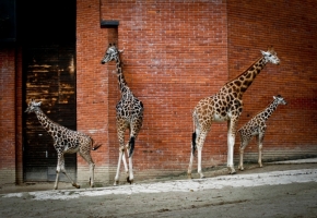Zvěř, zvířata a zvířátka - Žirafí balet...