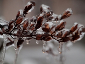 Miniaturní příroda - Keď udrie zima