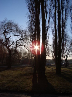 Stromy v krajině - Průnik slunce