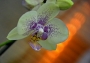Pan neznámý -Malá večerní orchidej