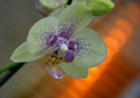 Z mého domova - Malá večerní orchidej