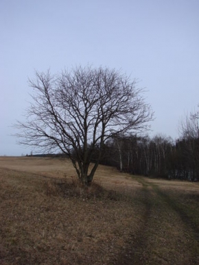Stromy v krajině - Před bouří