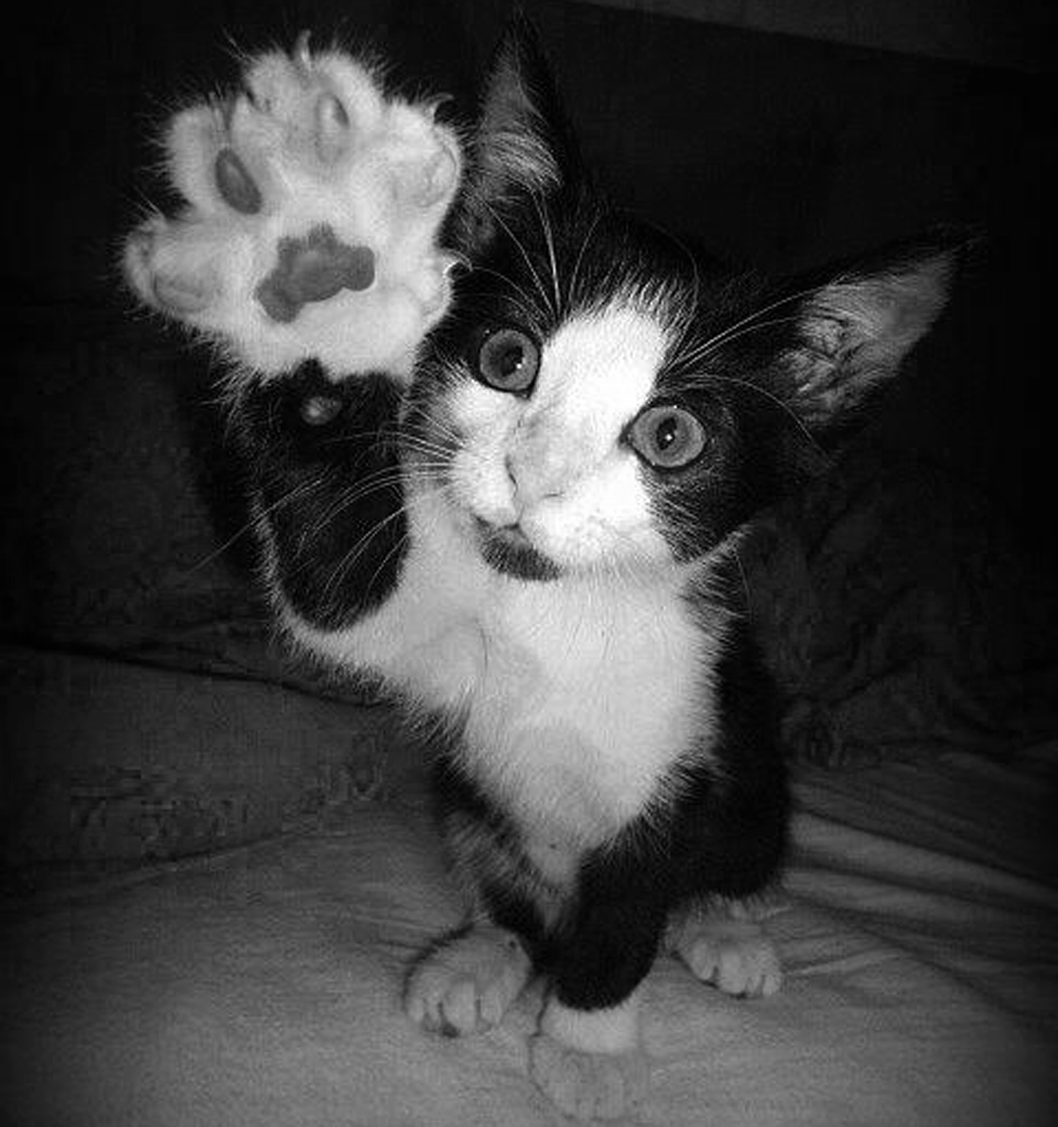 Né každé kotě umí High five.