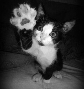 Mirek Tvrdý - Né každé kotě umí High five.