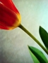 Pan neznámý -Tulipán