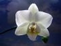 Helena Moravúsová -Biela orchidea